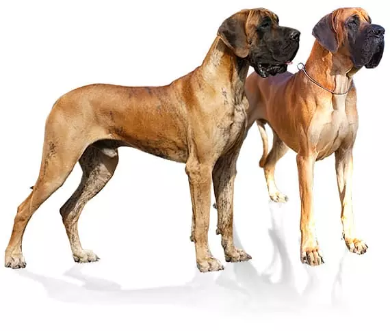Německé dogy-Hagyrra Gold, DogoJunior DogoMaxy MultiAdapt, produkty pro psy